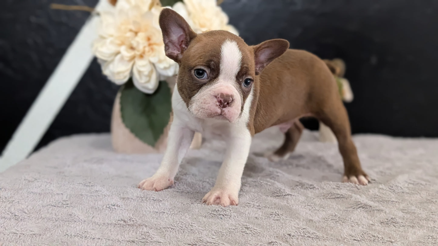 BOSTON TERRIER (FEB 09) MALES