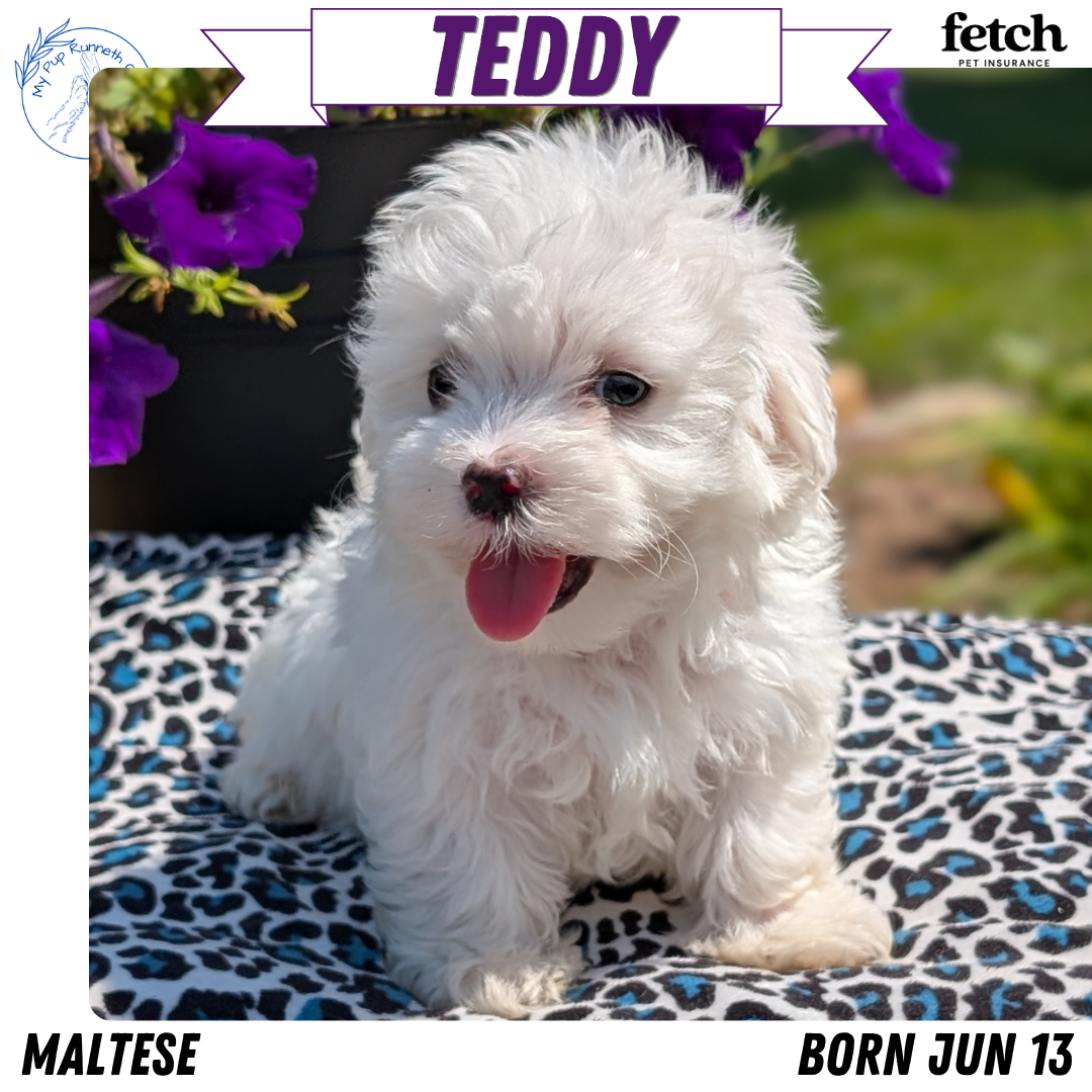 MALTESE (JUN 13) MALE