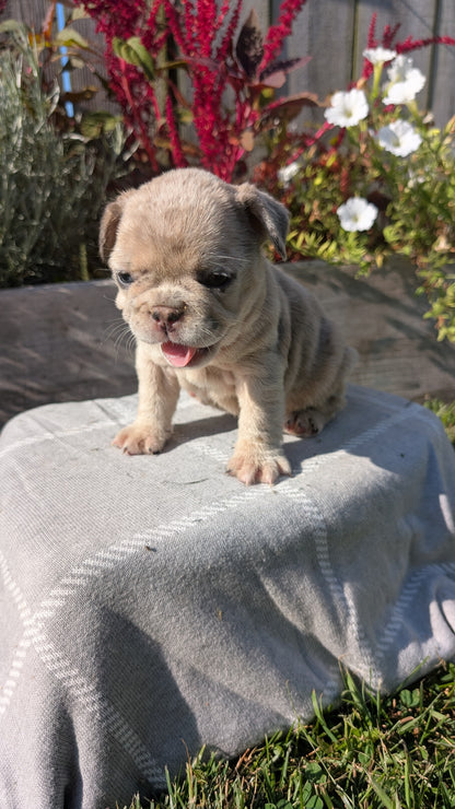 FRENCH BULLDOG (07/03) FEMALE