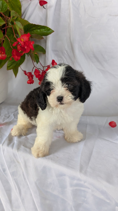 TEDDY BEAR (06/29) MALE
