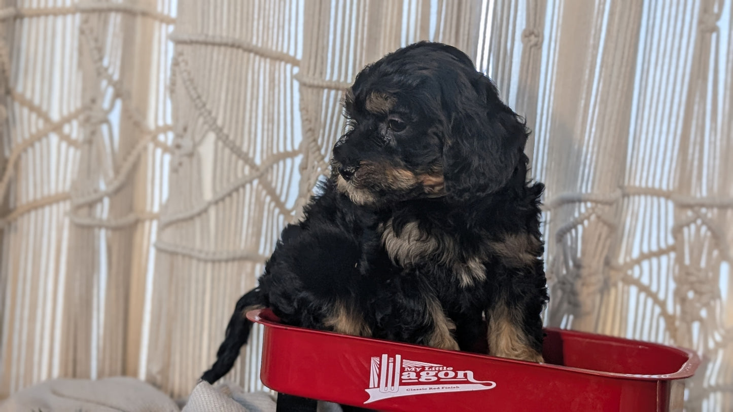 CAVAPOO (NOV 17) FEMALES