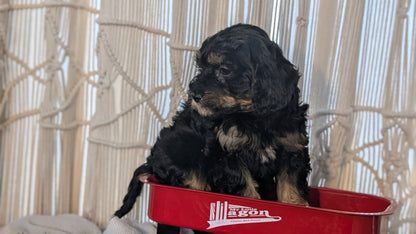 CAVAPOO (NOV 17) FEMALES