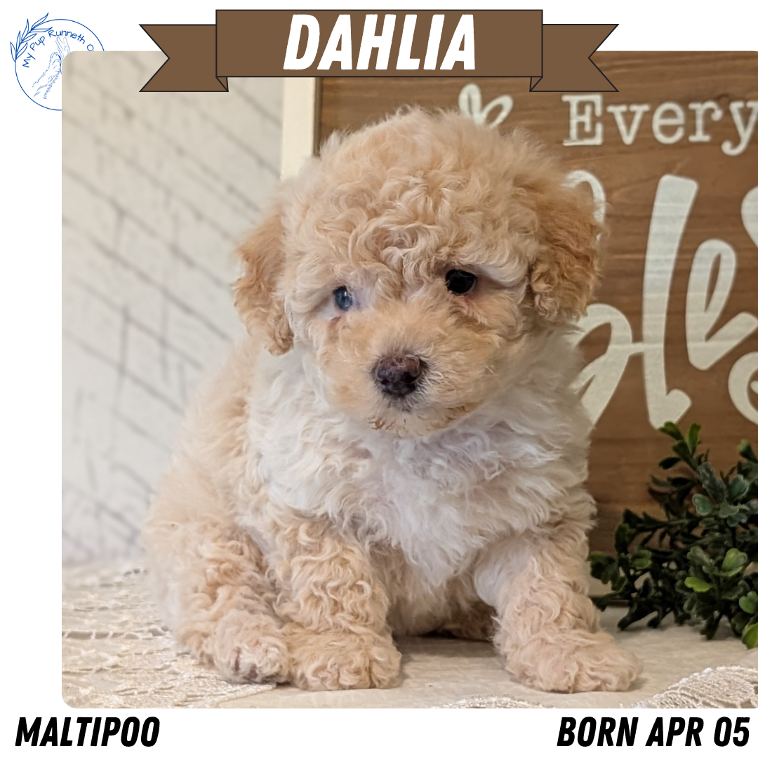 MALTIPOO (APR 05) FEMALES