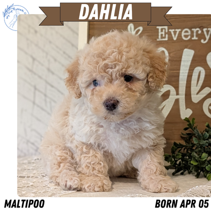 MALTIPOO (APR 05) FEMALES