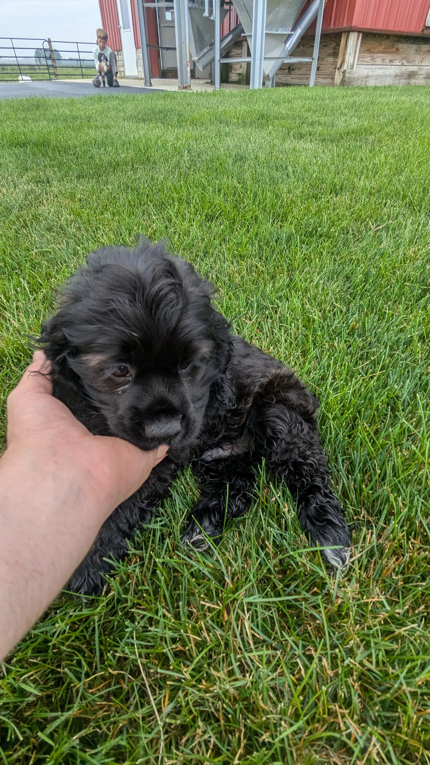 COCKER SPANIEL (05/01) MALE