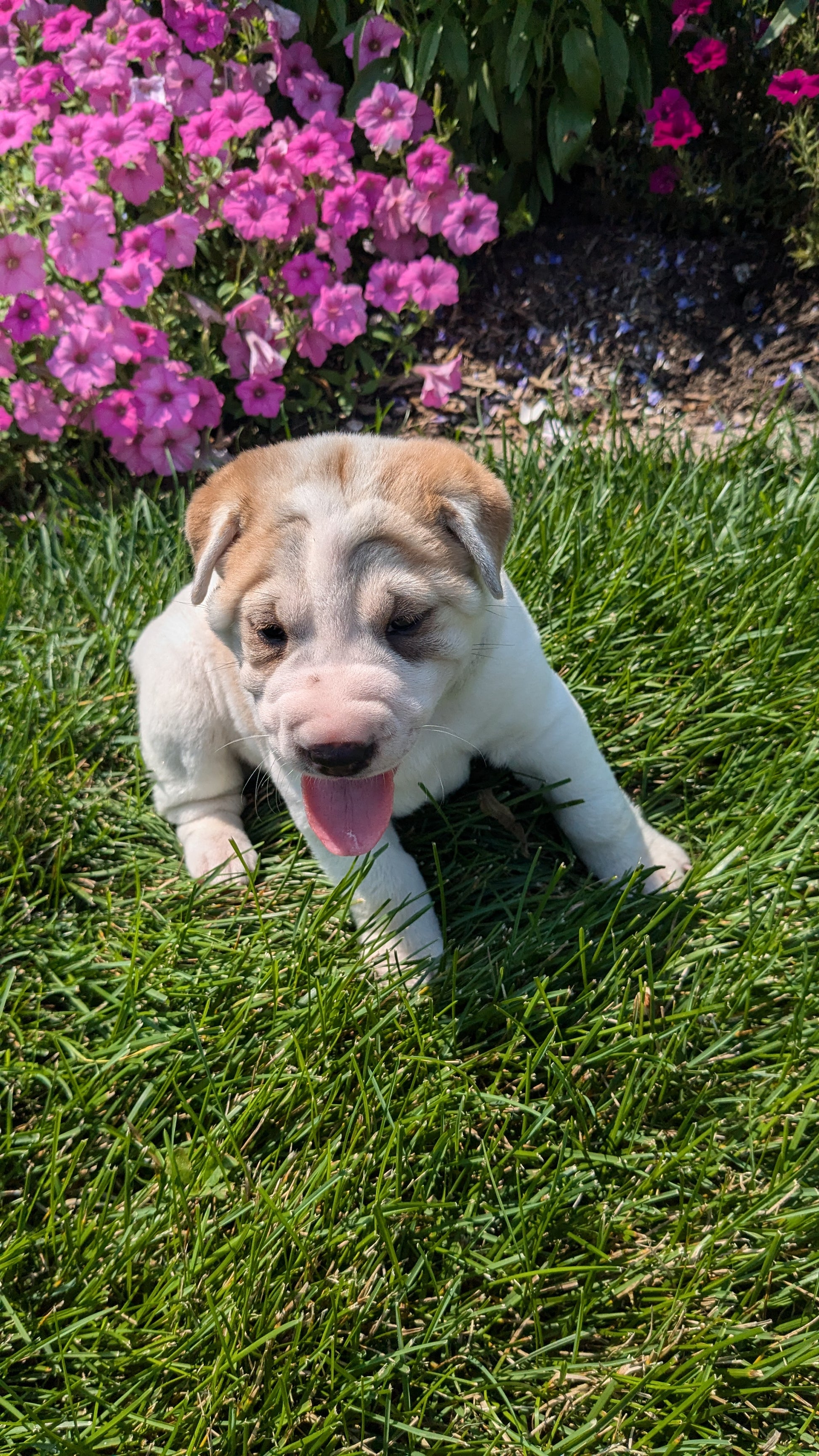 Shar Pei Wrinkly Pitbull Puppies About Shar Pei Dogs Clearance