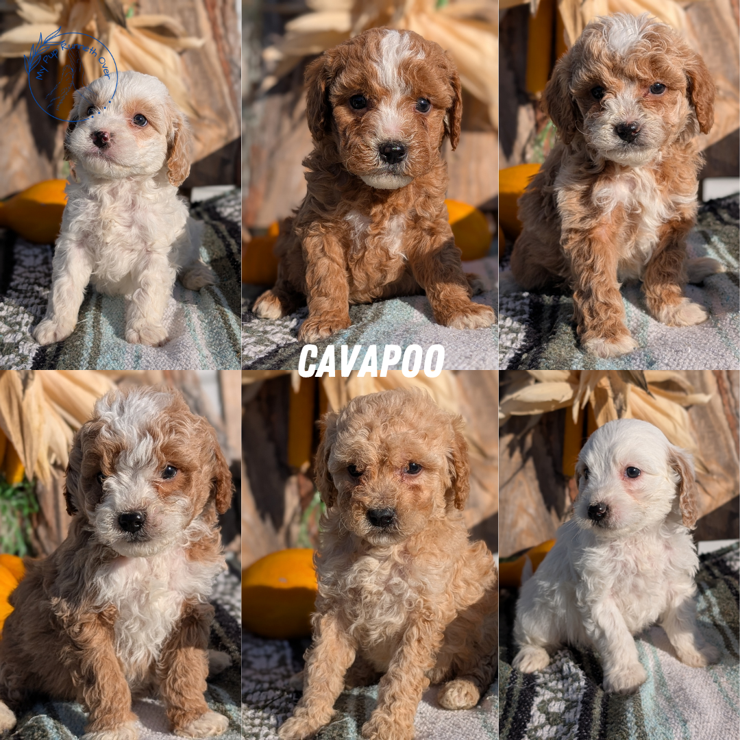 CAVAPOO (OCT 02) FEMALE