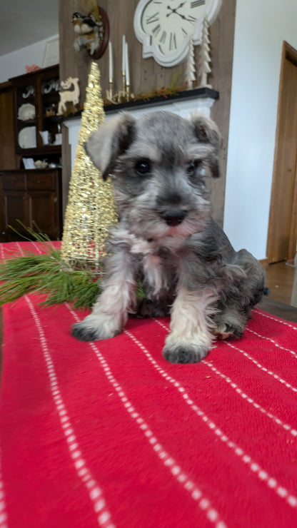 MINI SCHNAUZER (10/03) MALE
