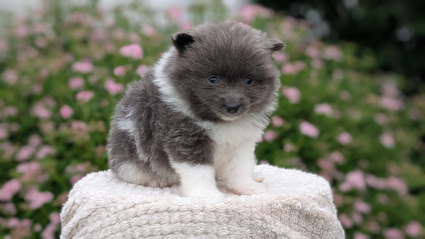 POMERANIAN (04/22) FEMALE