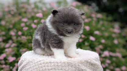 POMERANIAN (04/22) FEMALE