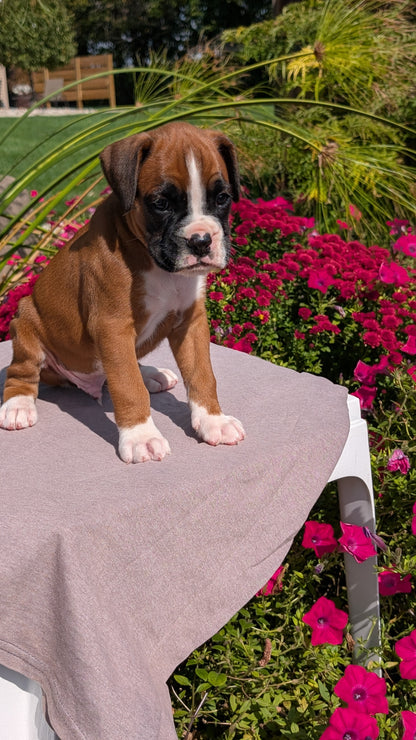 BOXER (08/20) MALE