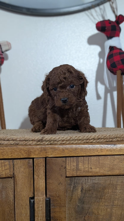 MINI POODLE (NOV 14) MALES
