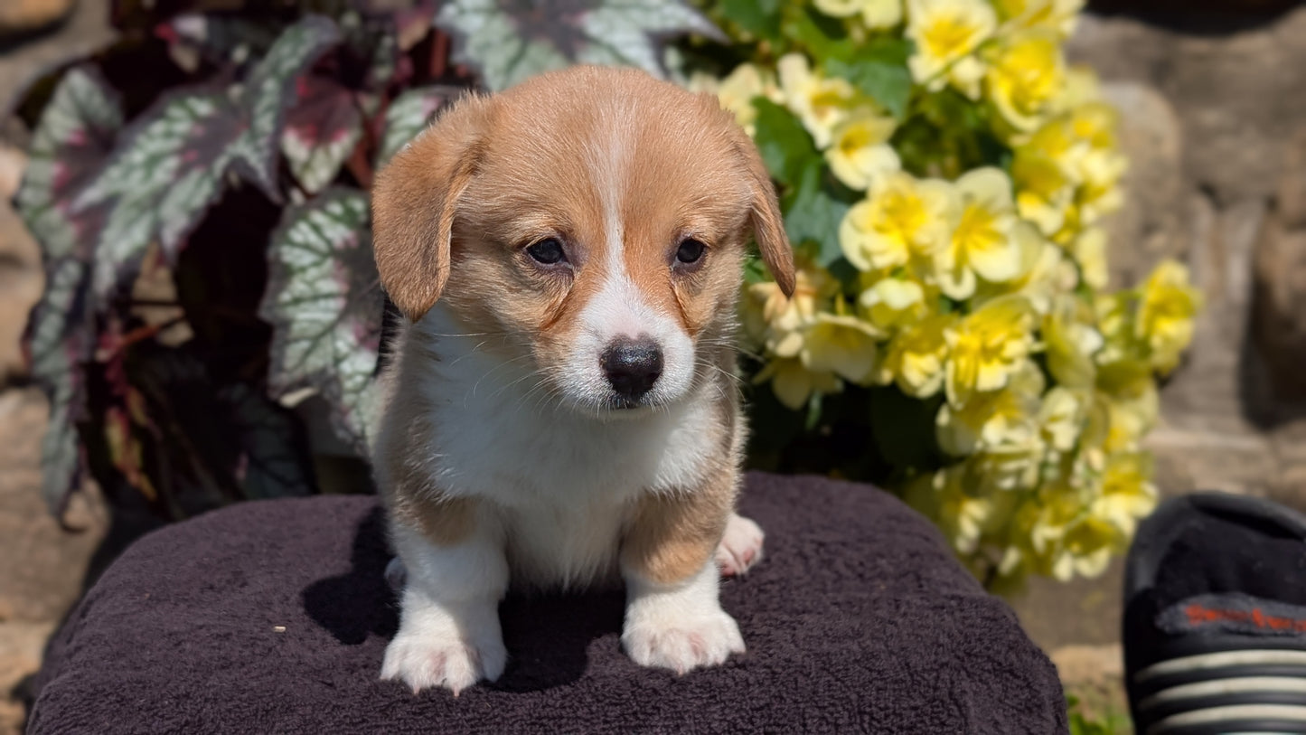 CORGI (JUL 13) 2 FEMALES/3 MALES