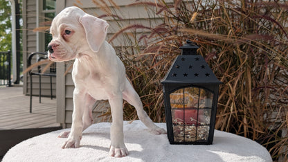 BOXER (08/20) FEMALE