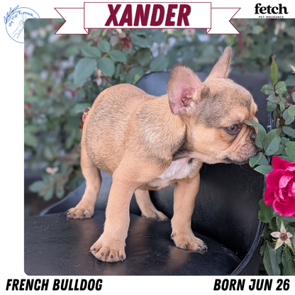 FRENCH BULLDOG (JUN 26) 2 MALES
