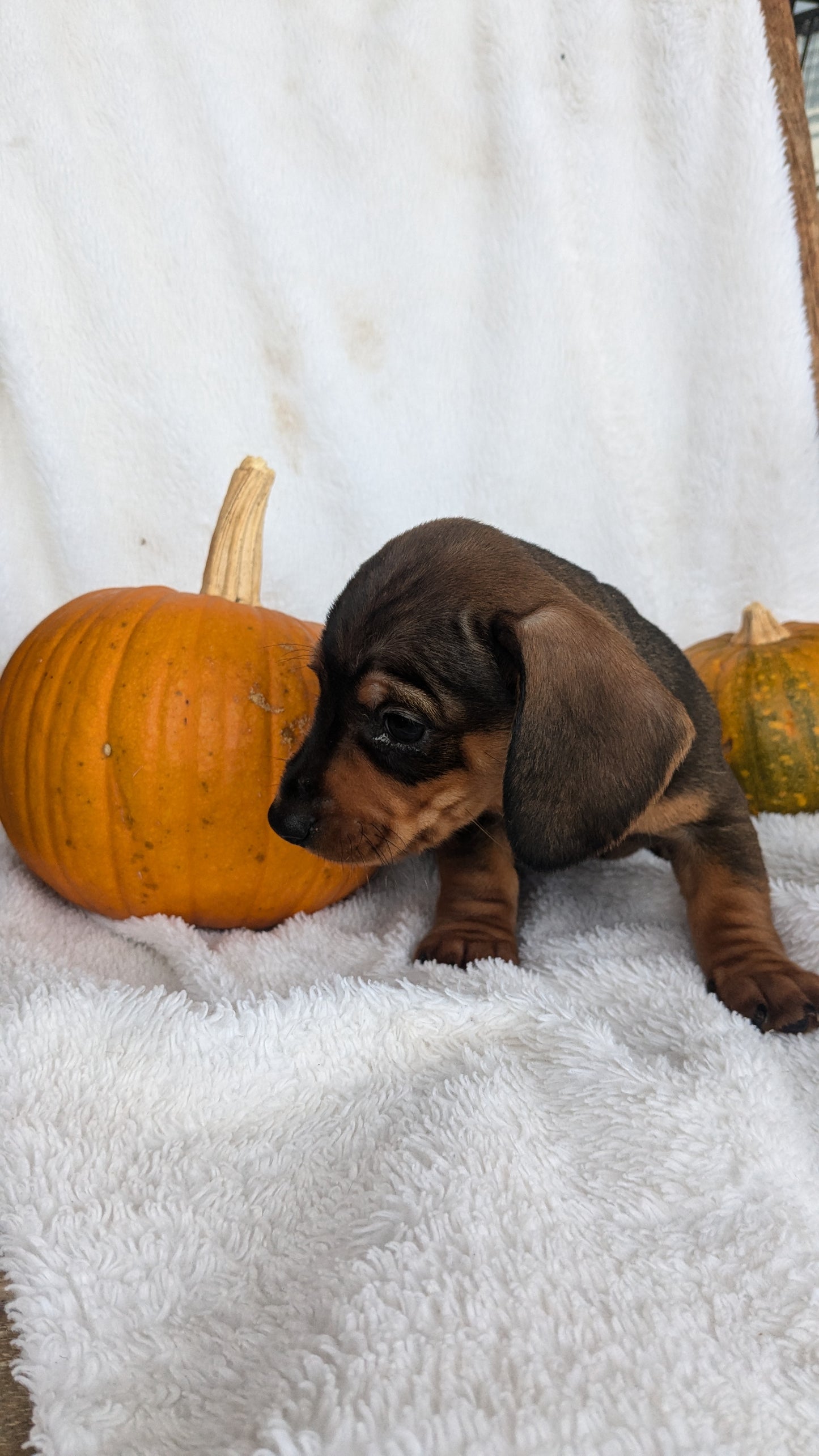 MINI DACHSHUND (08/13) MALE