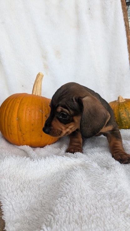 MINI DACHSHUND (08/13) MALE