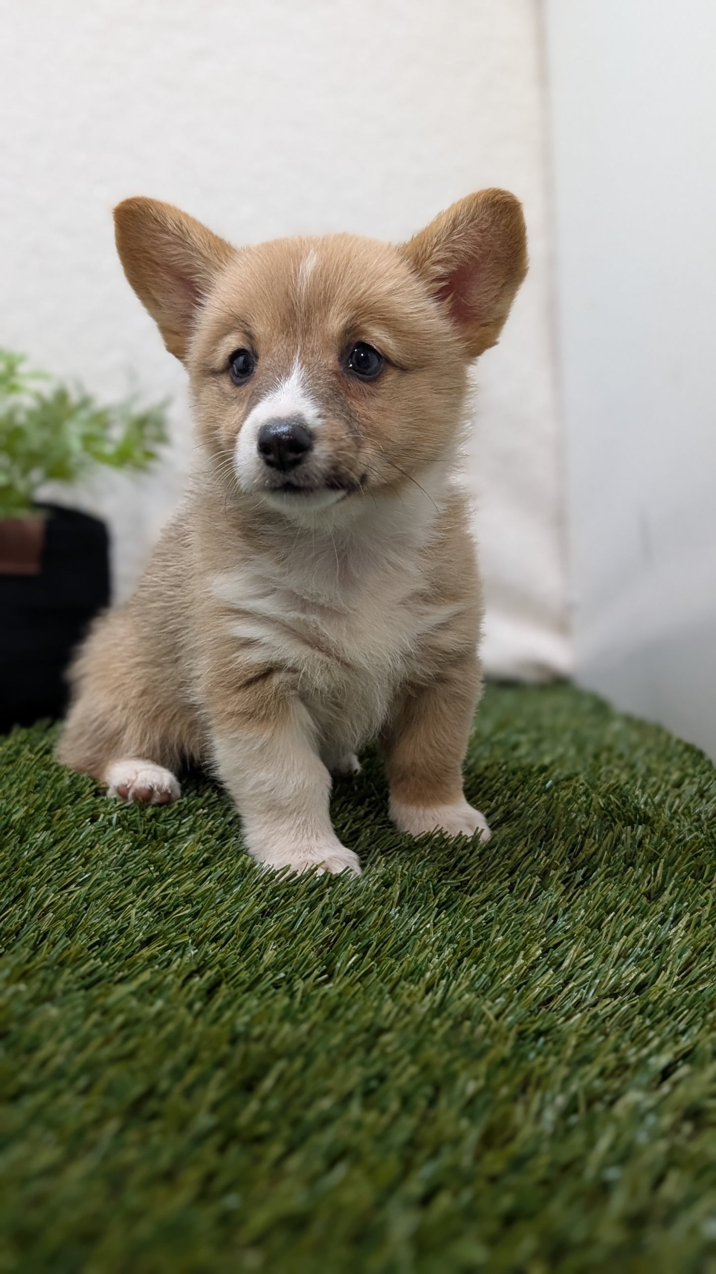 CORGI (07/10) FEMALE
