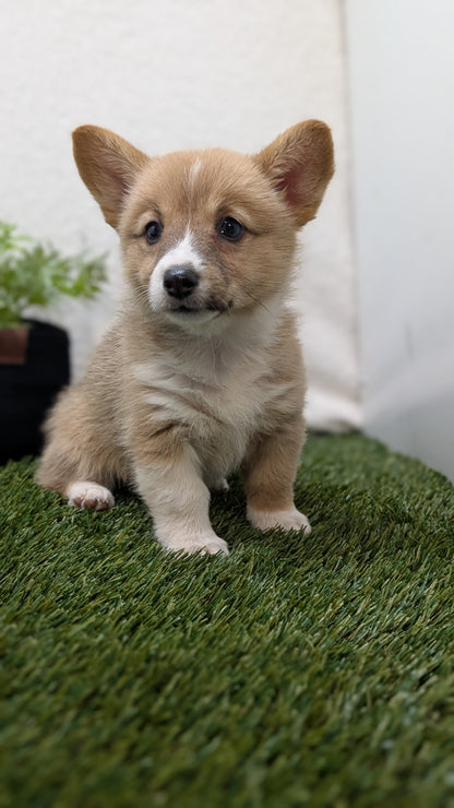CORGI (07/10) FEMALE