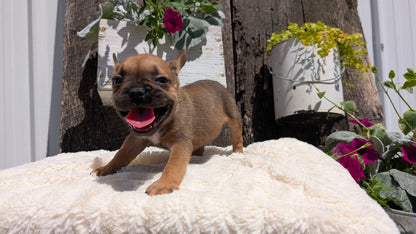 FRENCH BULLDOG (05/07) MALE