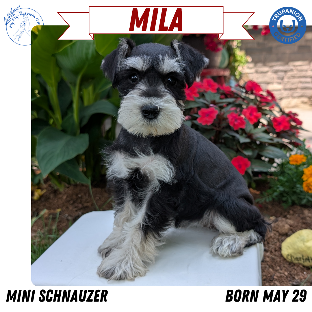MINI SCHNAUZER (05/29) FEMALE