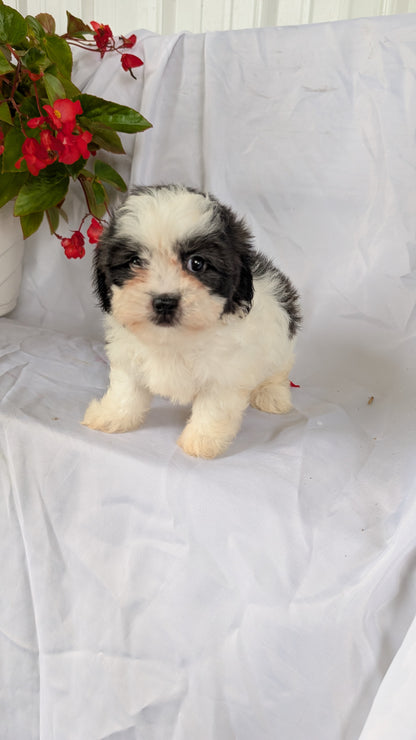 TEDDY BEAR (06/29) FEMALE