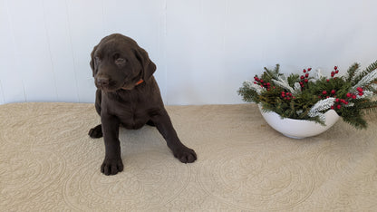 LABRADOR RETRIEVER (11/03) FEMALE