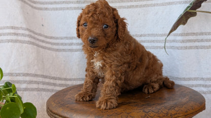 CAVAPOO (MAY 23) MALES