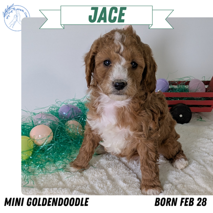 MINI GOLDENDOODLE (02/28) MALE