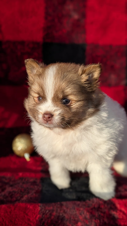 POMERANIAM (10/02) MALE