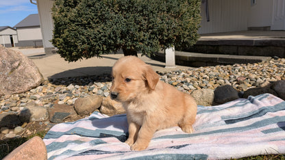 GOLDEN RETRIEVER (02/01) MALE