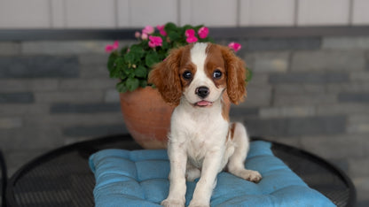 CAVALIER (05/06) MALE