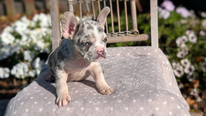 FRENCH BULLDOG (07/29) MALE