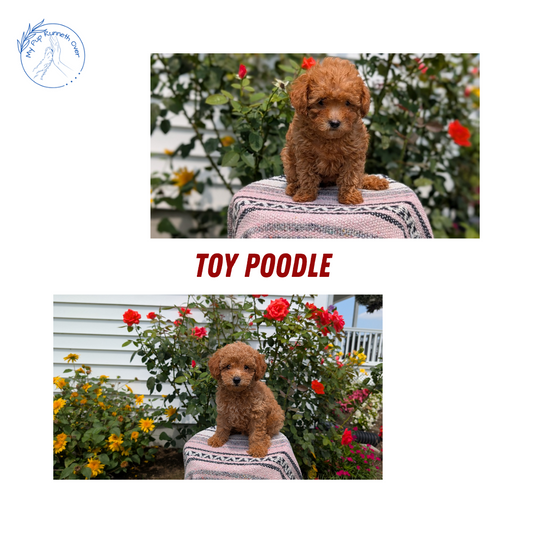 TOY POODLE (05/31) FEMALE