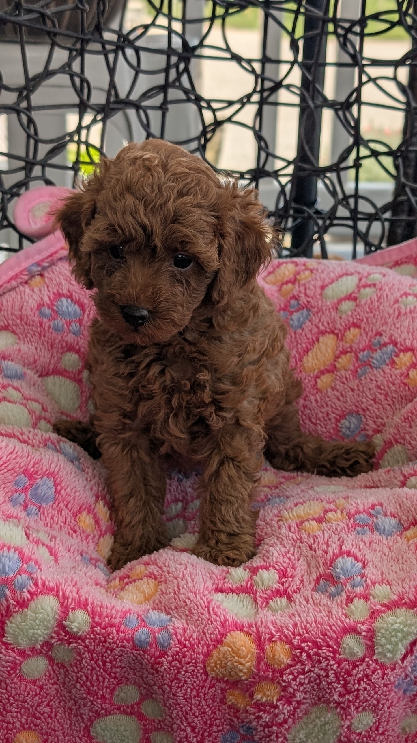 TOY POODLE (JUN 22) FEMALES