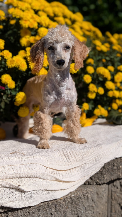 MINI POODLE (05/19) FEMALE