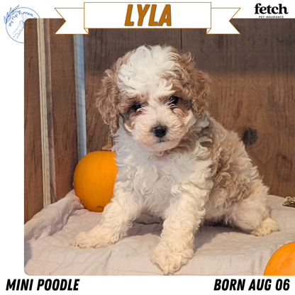 MINI POODLE (AUG 06) 5 FEMALES