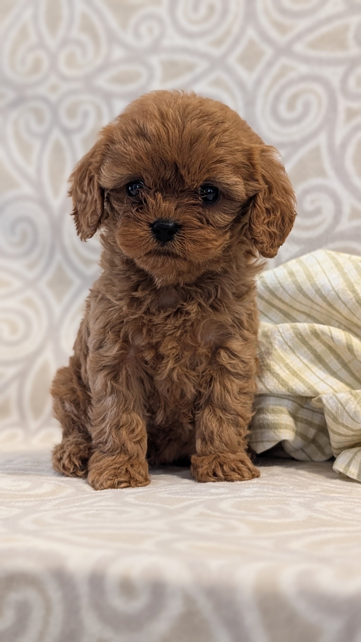 CAVAPOO (FEB 24) FEMALE