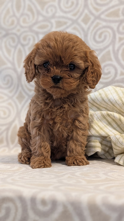 CAVAPOO (FEB 24) FEMALE