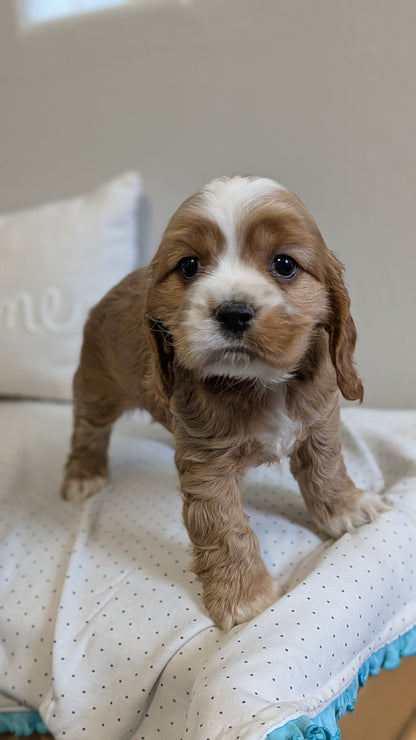 COCKER SPANIEL (02/14) MALE