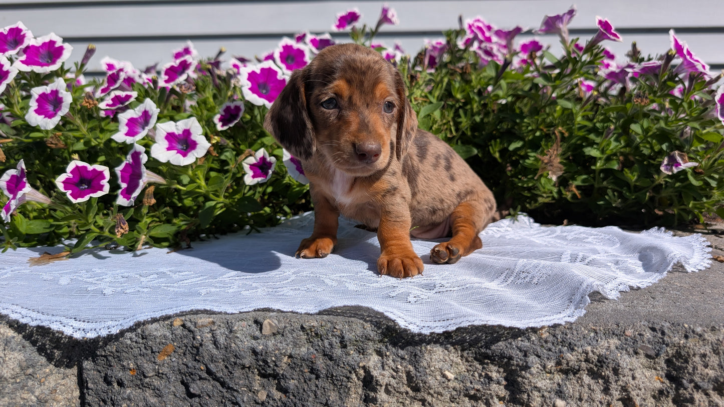 MINI DACHSHUND (08/19) FEMALE