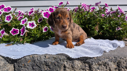 MINI DACHSHUND (08/19) FEMALE
