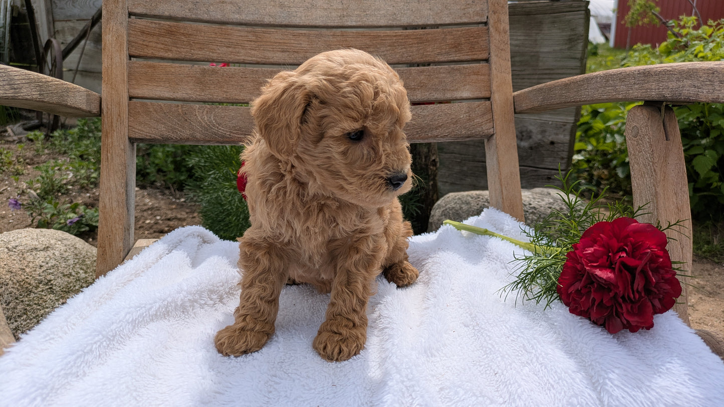 MINI POODLE (03/30) FEMALE