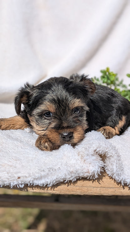 YORKSHIRE TERRIER (02/28) MALE