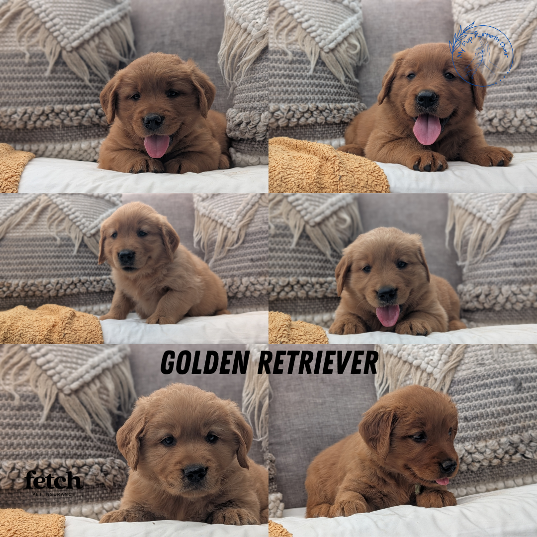 GOLDEN RETRIEVER (JUL 01) MALES