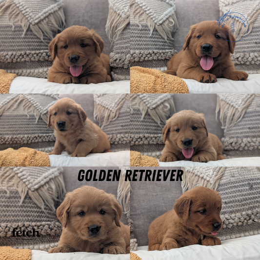 GOLDEN RETRIEVER (JUL 01) FEMALES