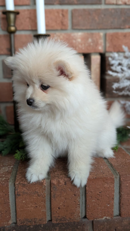 POMSKY (NOV 15) FEMALE