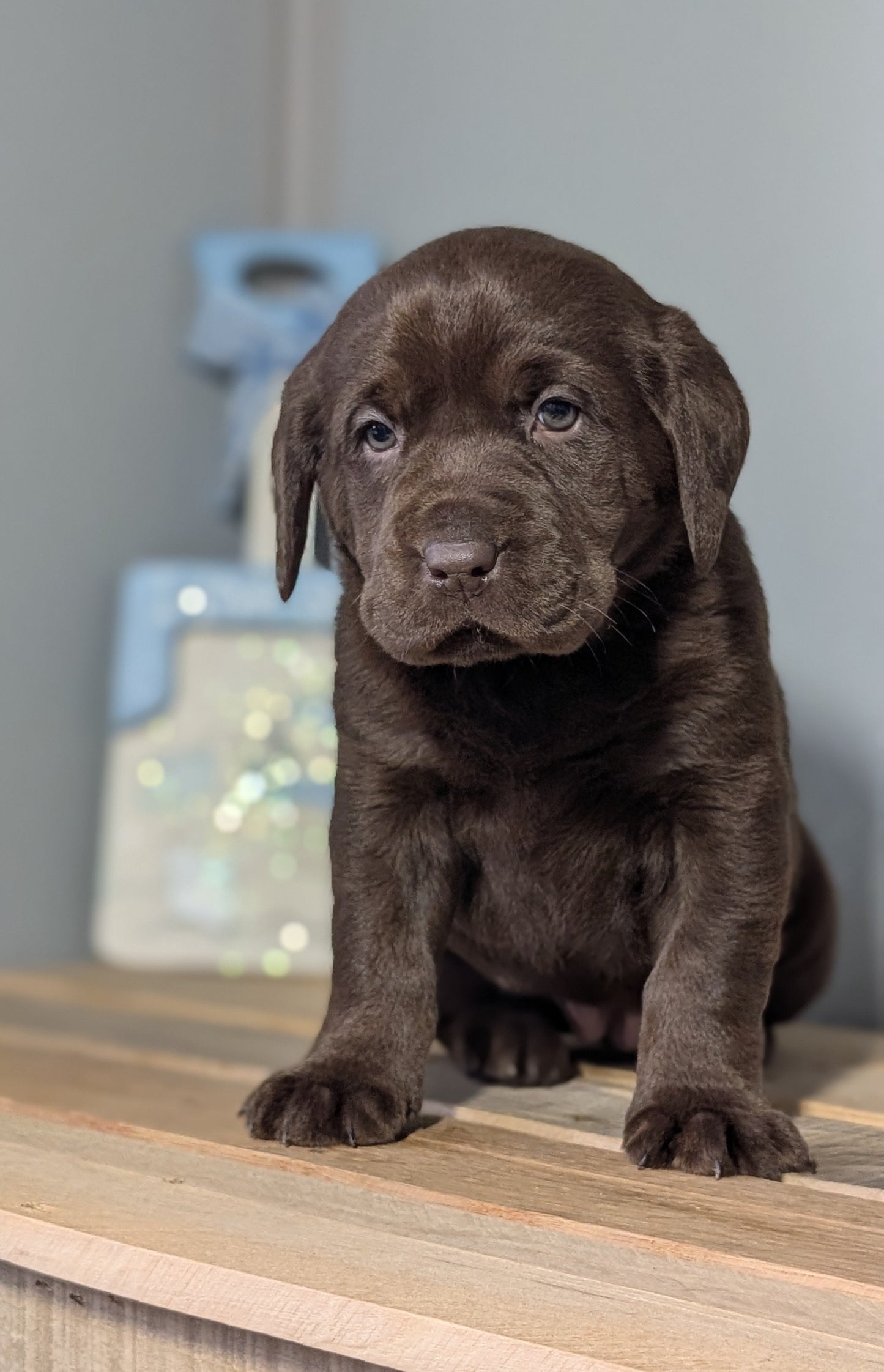 LABRADOR RETRIEVER (JAN 18) FEMALES