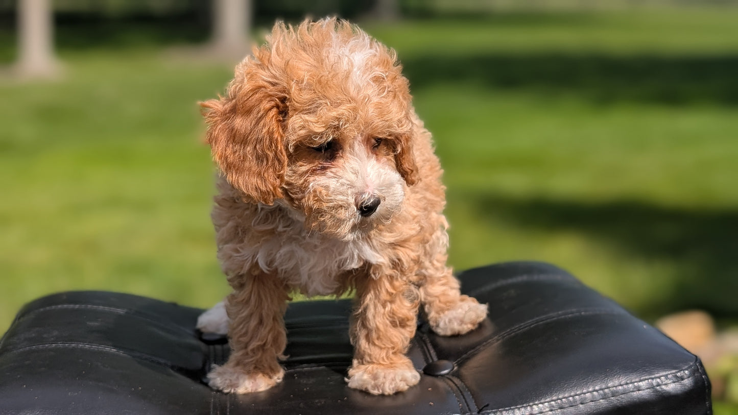 MINI POODLE (APR 03) FEMALES