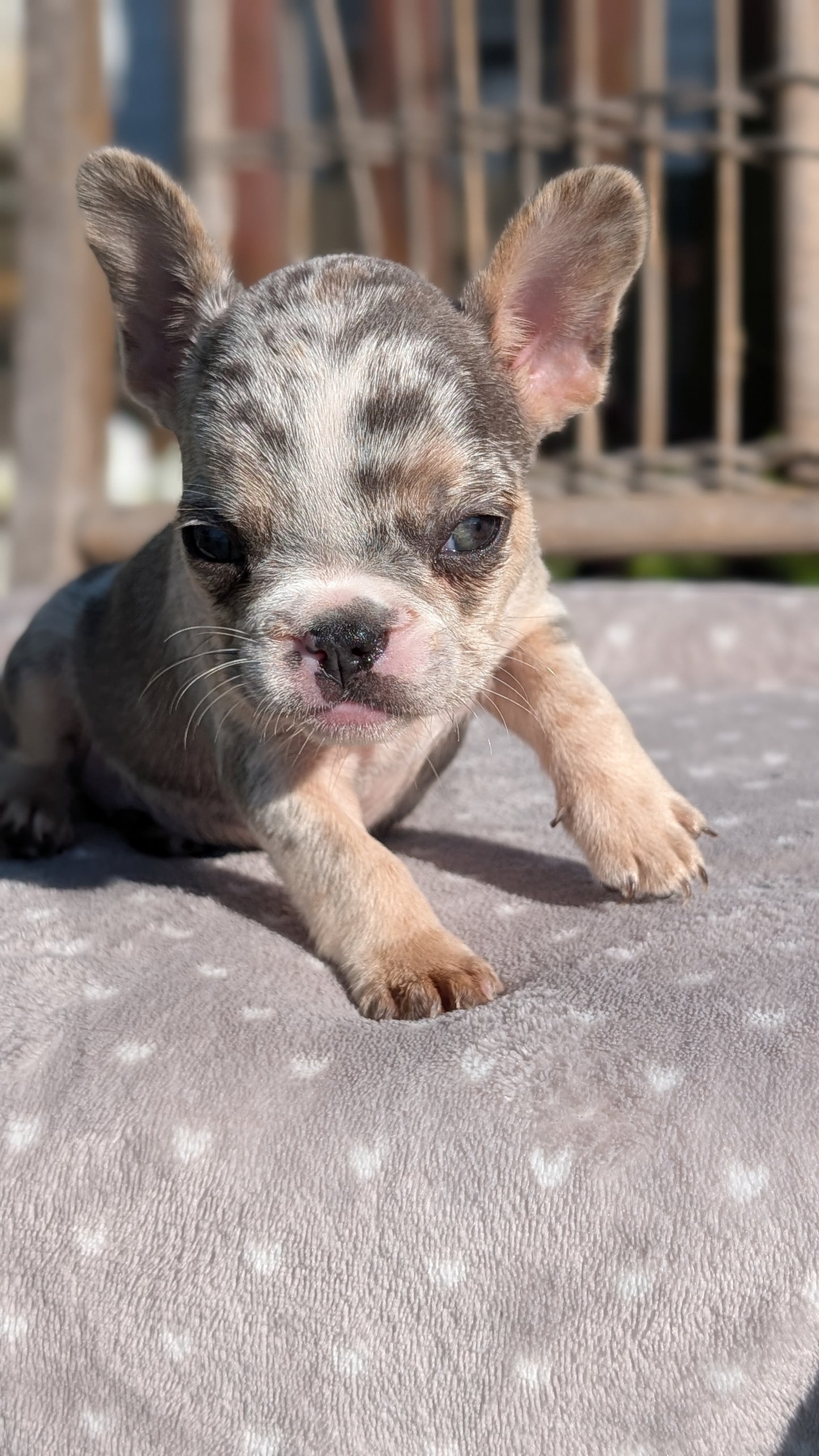 FRENCH BULLDOG (07/29) FEMALE
